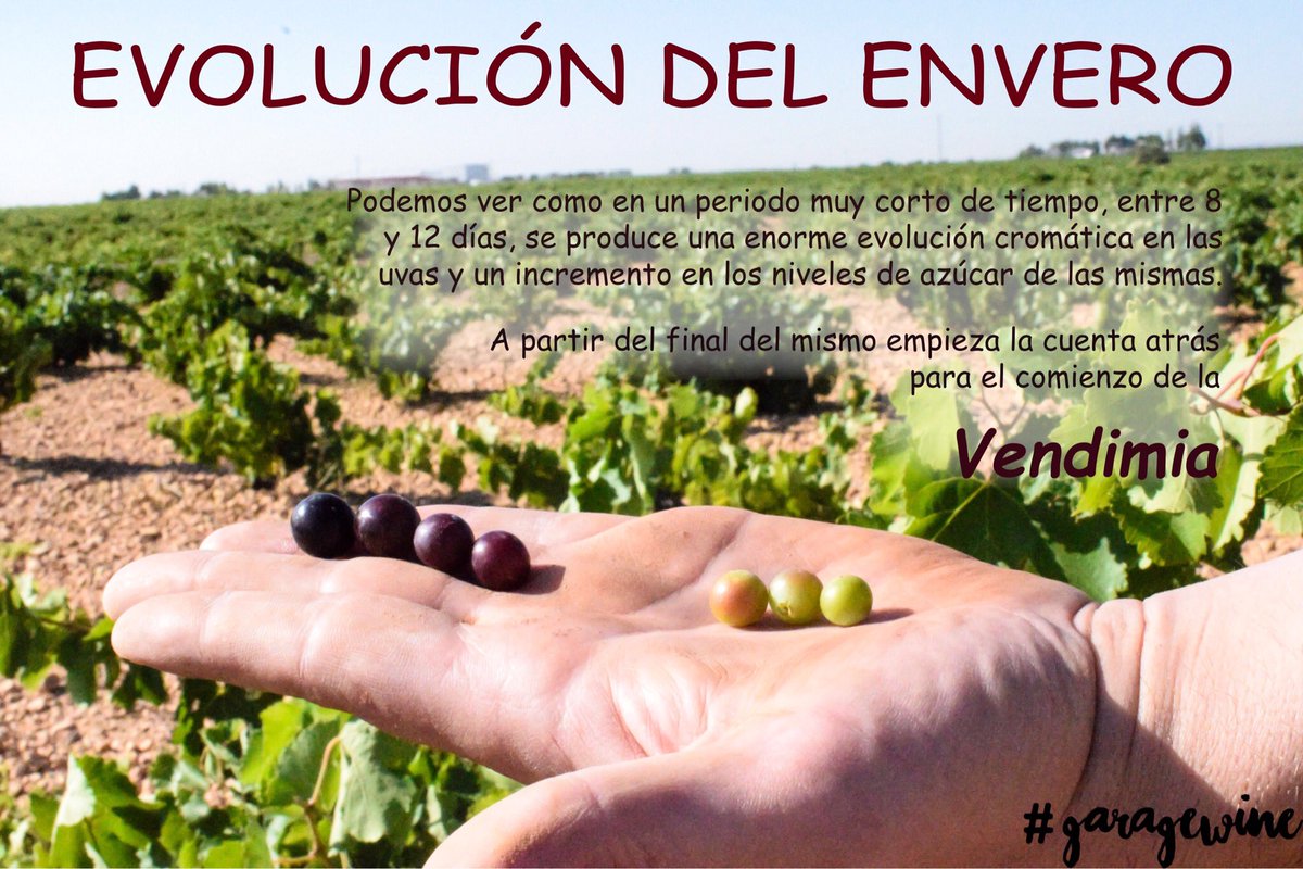 toledoajenjo's tweet photo. El envero.
Es la fase de desarrollo de la cepa por la cual las uvas cambian de color y comienzan a tener una acumulación rápida de azúcares. https://t.co/wFOrMxqebD
