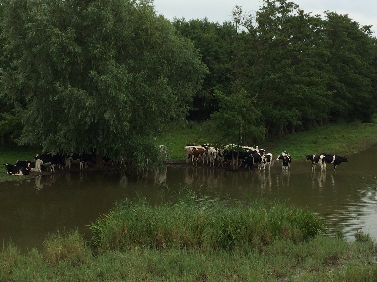 ajvanderheul's tweet photo. #lingedijk #foto #zaterdagmiddag https://t.co/DoveHUV2xF