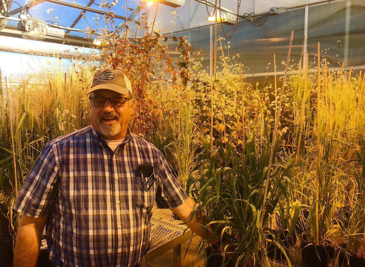 jlyonjd's tweet photo. Rediscovering the world's heritage grain.  #plantscience is where #farmtolabel starts.  #graingathering @wsu_bread_lab @wsucahnrs https://t.co/hYZBDRlRAb