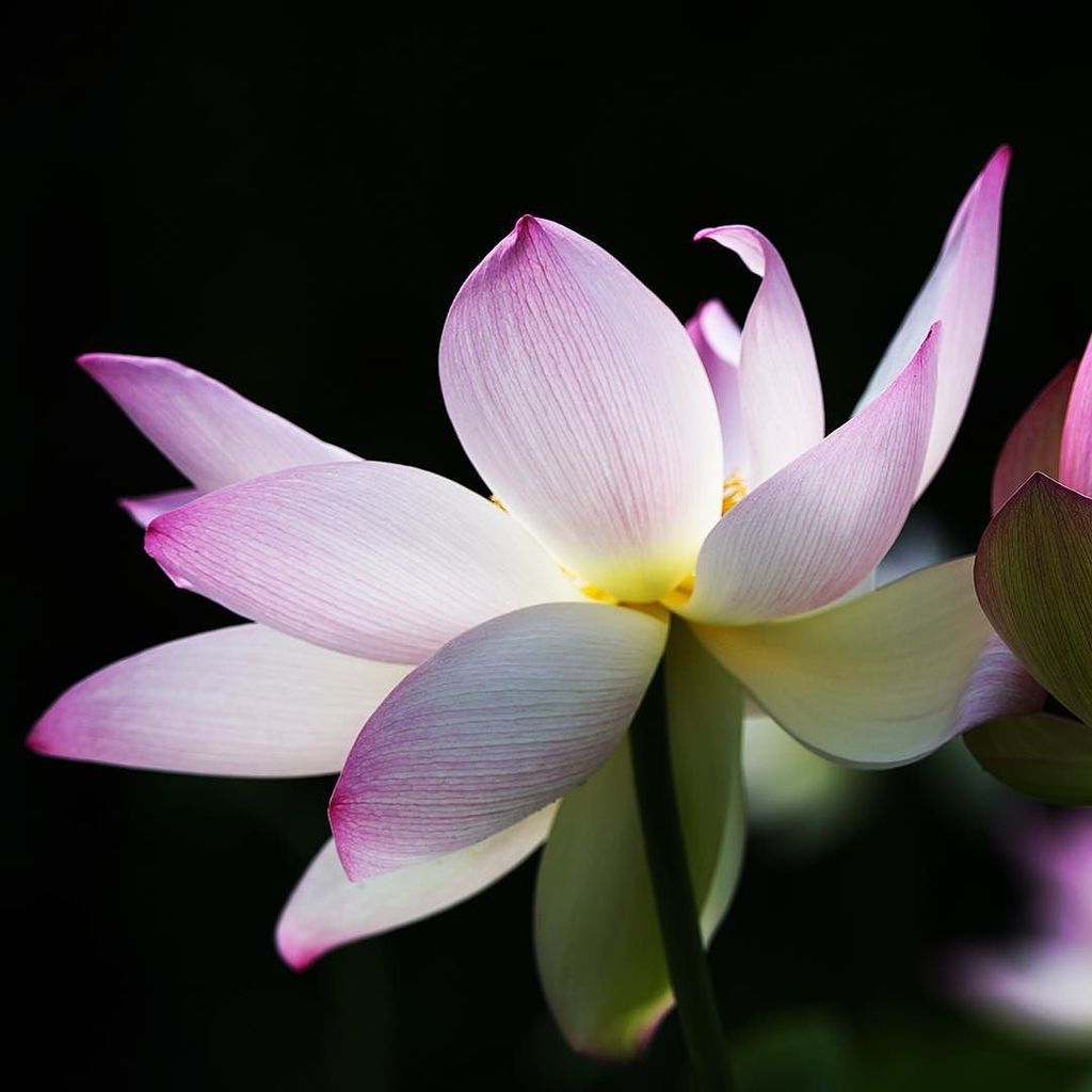 nikographer's tweet photo. #lotus #kenilworthaquaticgardens #kag #flower #nikographer https://t.co/iVJqafypXh https://t.co/Qcreaqt6ao