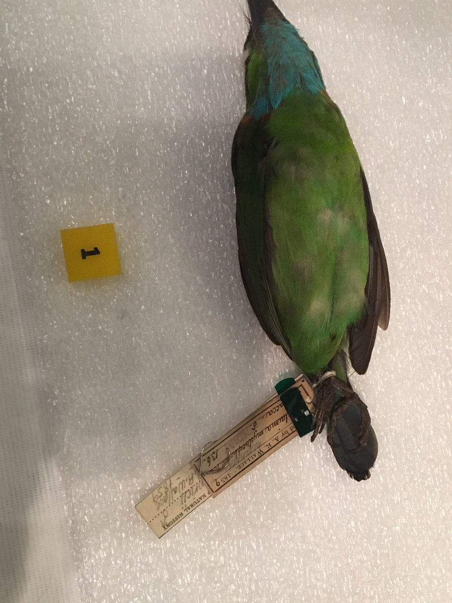 DrEmiSmith's tweet photo. Great job @FieldMuseum giving credit to Wallace! #Specimens exhibit is fantastic. https://t.co/OTxcqwjf7R