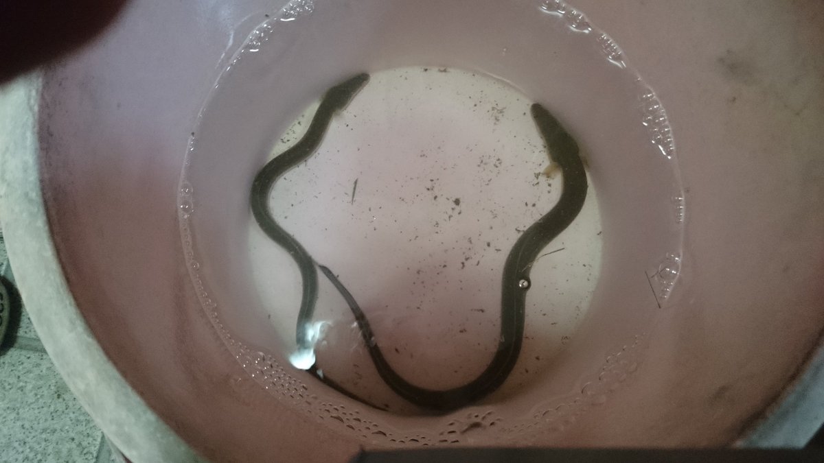 浜名湖うなぎ釣り 浜名湖うなぎ釣り