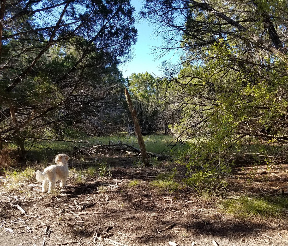 ChelsAndrewsWX's tweet photo. Kiwi vs. the 🌎. Money's on Kiwi! Hope your weekend adventures are as grand as hers. 🥝🐾🎉👍 #atxdogs #atxtrails #explorer #malshi #PennyandKiwi https://t.co/2cX39FefOG