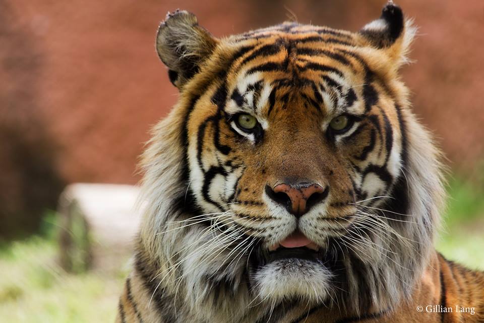 Oklahoma City Zoo and Botanical Garden on Twitter "Support the Tiger