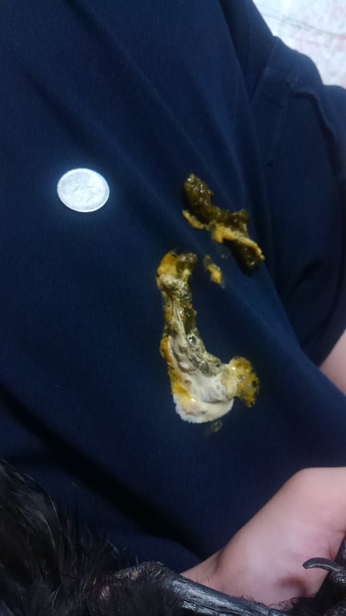 カラス用アカウント 17日夜 大量にふんをした後 体温が下がり眠ったままになりました 2 5時 湯たんぽであたためて 午前中には少し体温が上がり 18日昼からよく食べ動くようになりました