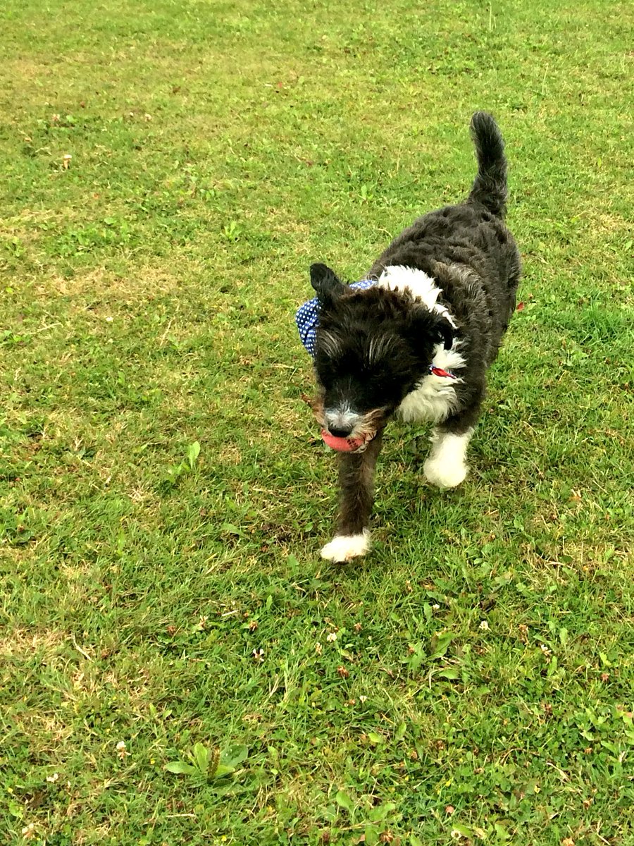 barkleybeccles's tweet photo. Dad can throw the ball MUCH further than mum, great fun the first time but I was getting really tired after a few goes  #sofaslug https://t.co/0u6w73ZELd
