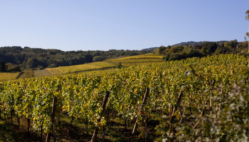 cavesommeliers's tweet photo. Le #Domaine d’#Agapé en Alsace vous fait partager sa vision de l’art de vivre par ses #vins si particuliers. https://t.co/3r5ngqBxao https://t.co/lNXhf7UH2L