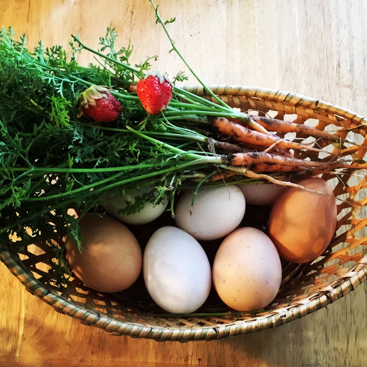 makingitupinSLC's tweet photo. Thinned the #carrots and couldn't handle the #cute! #homestead #garden #gardening #farmlife #farmgirl #vegetables #dailycute #babycarrots https://t.co/UBeZiaDGak