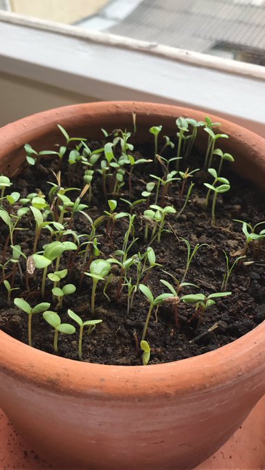 Amo tanto verlas crecer 😍 https://t.co/FmSxqIXKcb