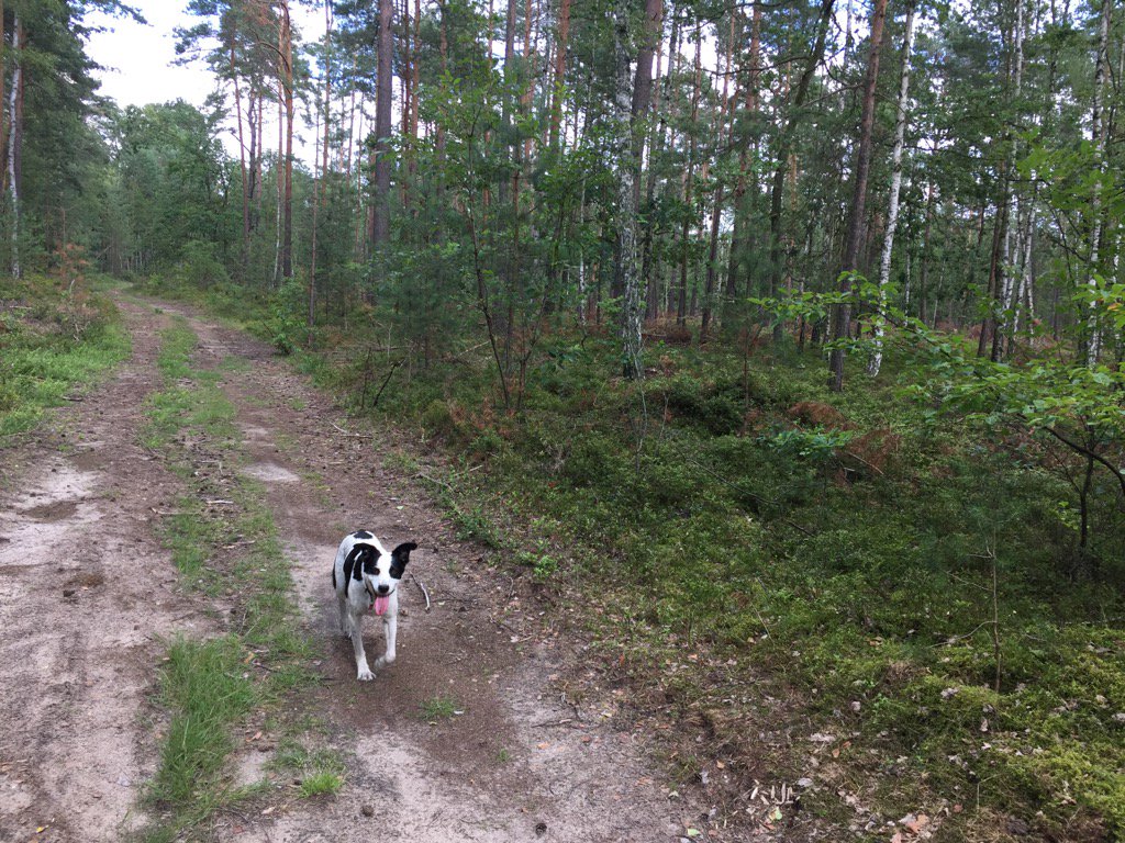 iBaerlin's tweet photo. Hunderunde zur Durst-Entwicklung ... #Parforceheide https://t.co/Ao040aVK3h