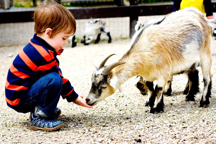 holcottagesuk's tweet photo. Our #holidaycottages on #workingfarms offer the best of rural life. Kids will love meeting the animals: https://t.co/dJGKFo0JuY https://t.co/gzIiOlmkkE
