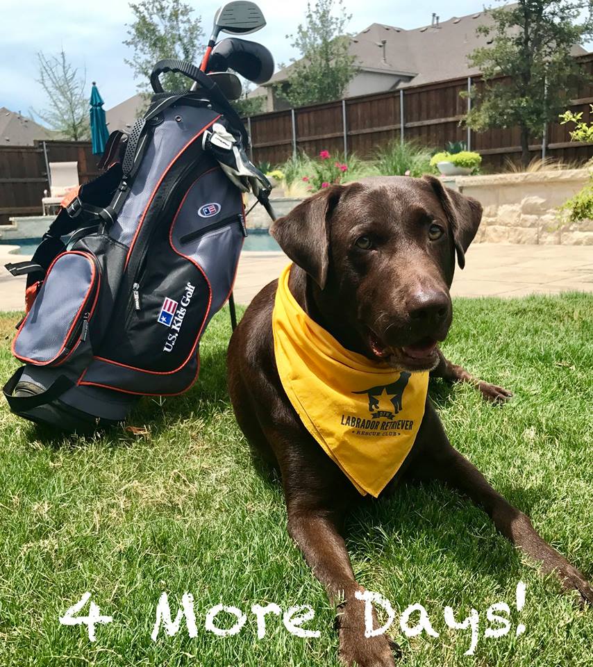 DFWLabRescue's tweet photo. FORE more days left to purchase tickets to DFW Lab Rescue's 20th Anniversary Fundraiser @ TopGolf. 
Tickets:
https://t.co/CRH8eXIQif https://t.co/ewhV0YilEh