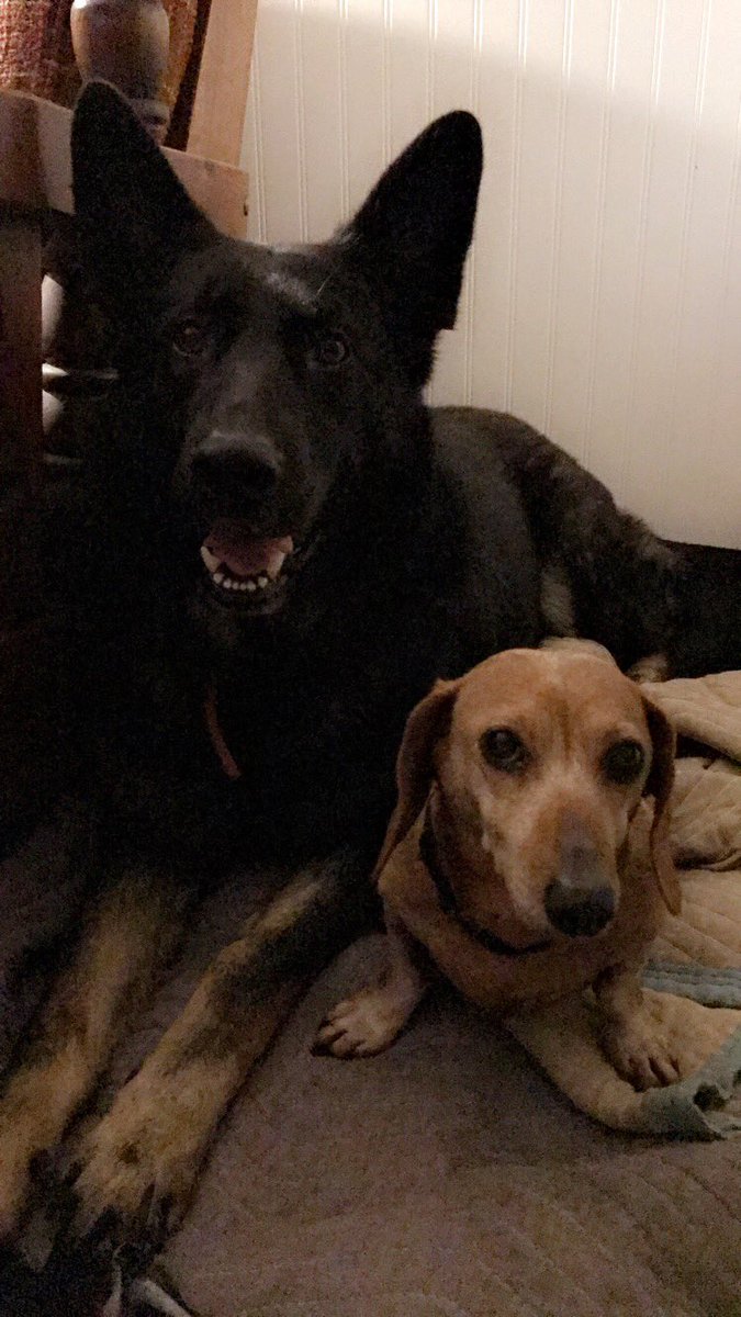 KentGoldsmith's tweet image. Kraut &amp;amp; Wurst
@dogcelebration #dogsoftwitter