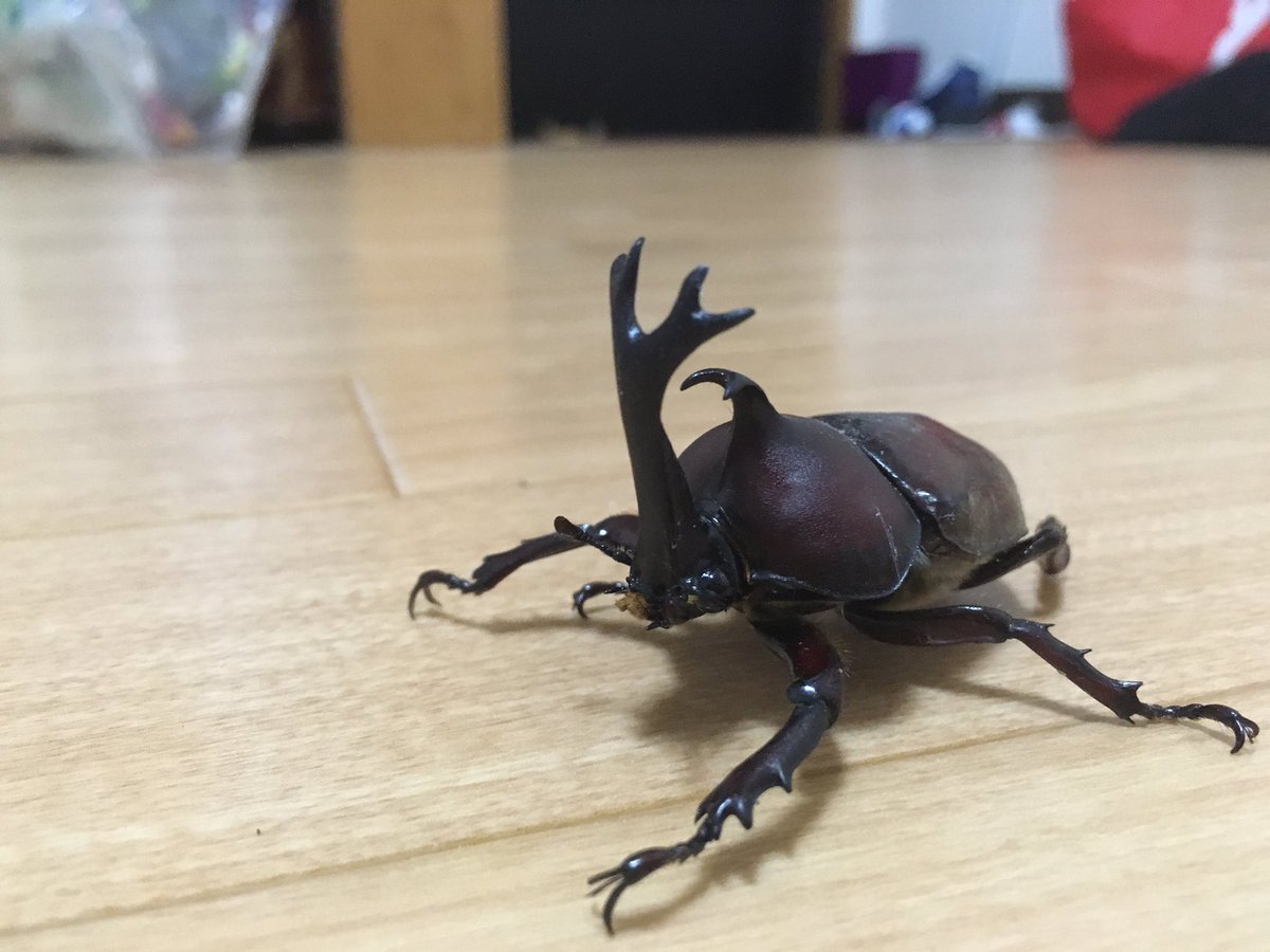 yuk1_0106's tweet photo. 久々にカブトムシみた https://t.co/ca2wcIshNZ