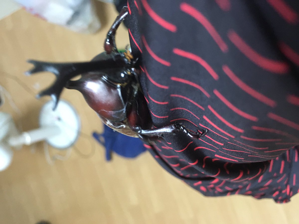 yuk1_0106's tweet photo. 久々にカブトムシみた https://t.co/ca2wcIshNZ