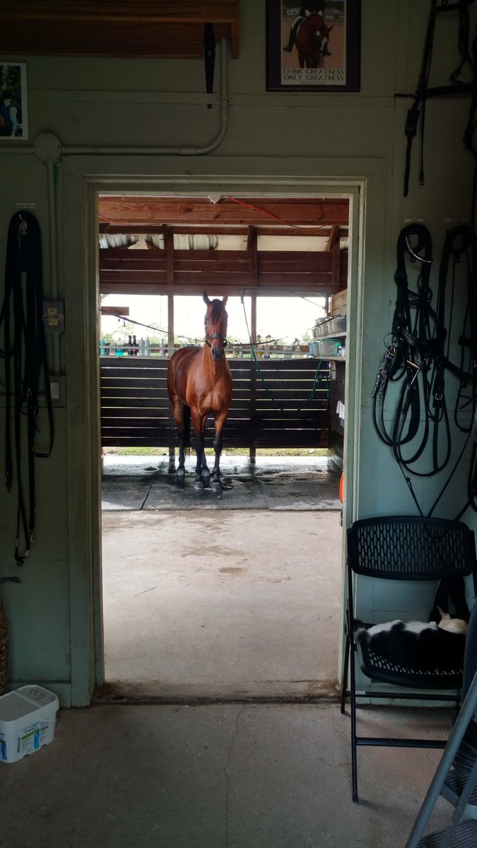 OkayestDressage's tweet photo. "Was that a peppermint wrapper I heard?" #Dressage #Lusitano #FourthLevel #Foodmotivated https://t.co/59vVDonSyO