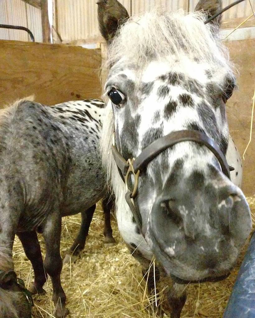 OntarioFair's tweet photo. These mini ponies LOVE attention. Come the the fair! At the canandaigua race track on county road 10. Today is the LAST DAY! https://t.co/Ann6x1L52g