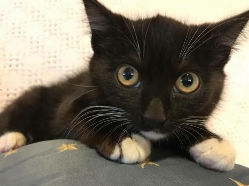 PAWSHertfordCo's tweet photo. Yahtzee says I want a home? Come see him and others @Petsmart0668 right now! #AdoptDontShop @PetSmart #cats #CatsOfTwitter #kittens https://t.co/NhFo2zVNBt