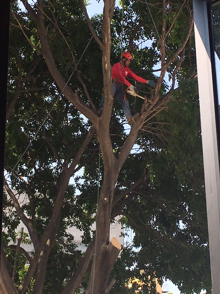 IniPardo's tweet image. .@DelCuauhtemoc da perm irregular para tala de árbol legendario en @LaJuarezDF @SEDEMA_CDMX @tmullergarcia @RicardoMonrealA @ManceraMiguelMX