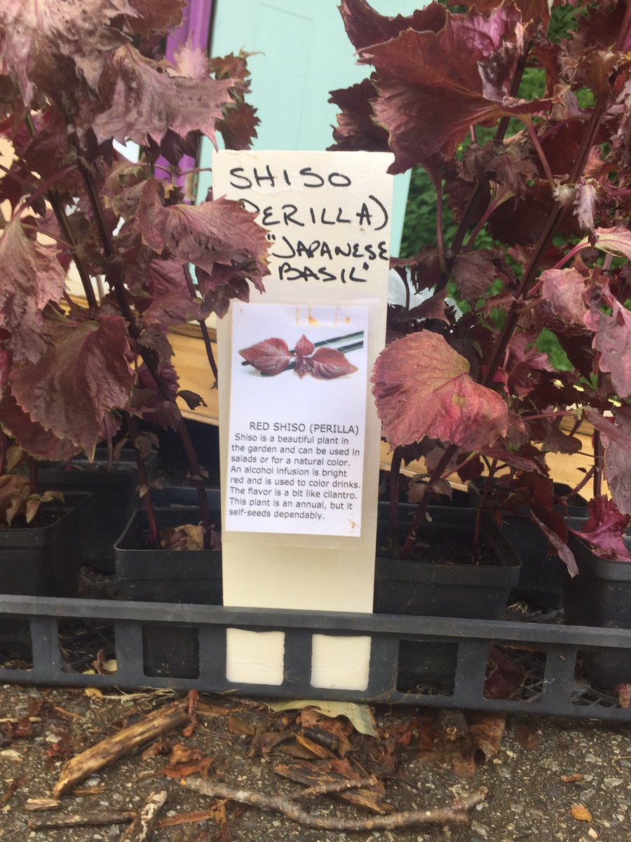 mostghostly_'s tweet photo. #shiso sharp! #sheso beautiful #weso blessed to have this fresh basil at #toddstable! https://t.co/G0c7sLEayE