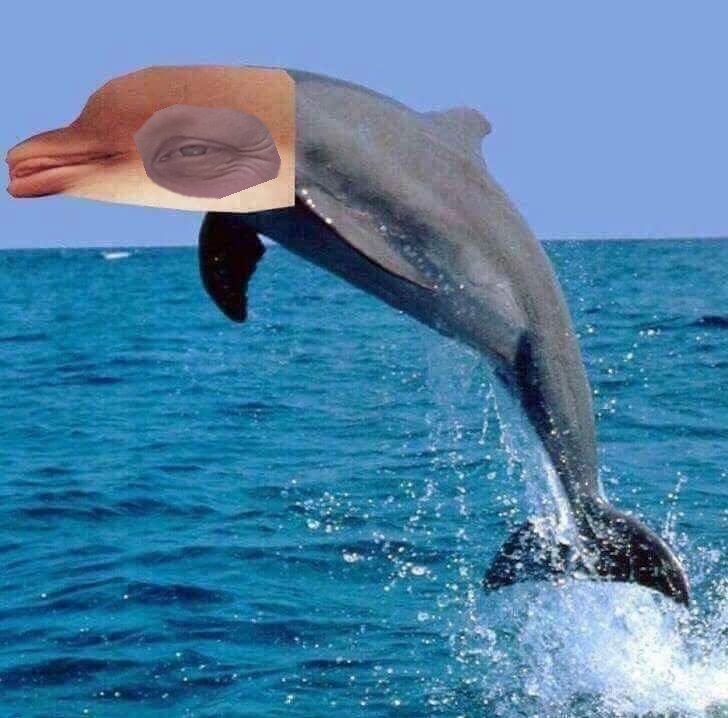 stripadvisorUK's tweet photo. @wwf_uk we love dolphins. It's rare but we've spotted the Jew Eyed Dolphin in Poland. https://t.co/FZ8ztNUMOw