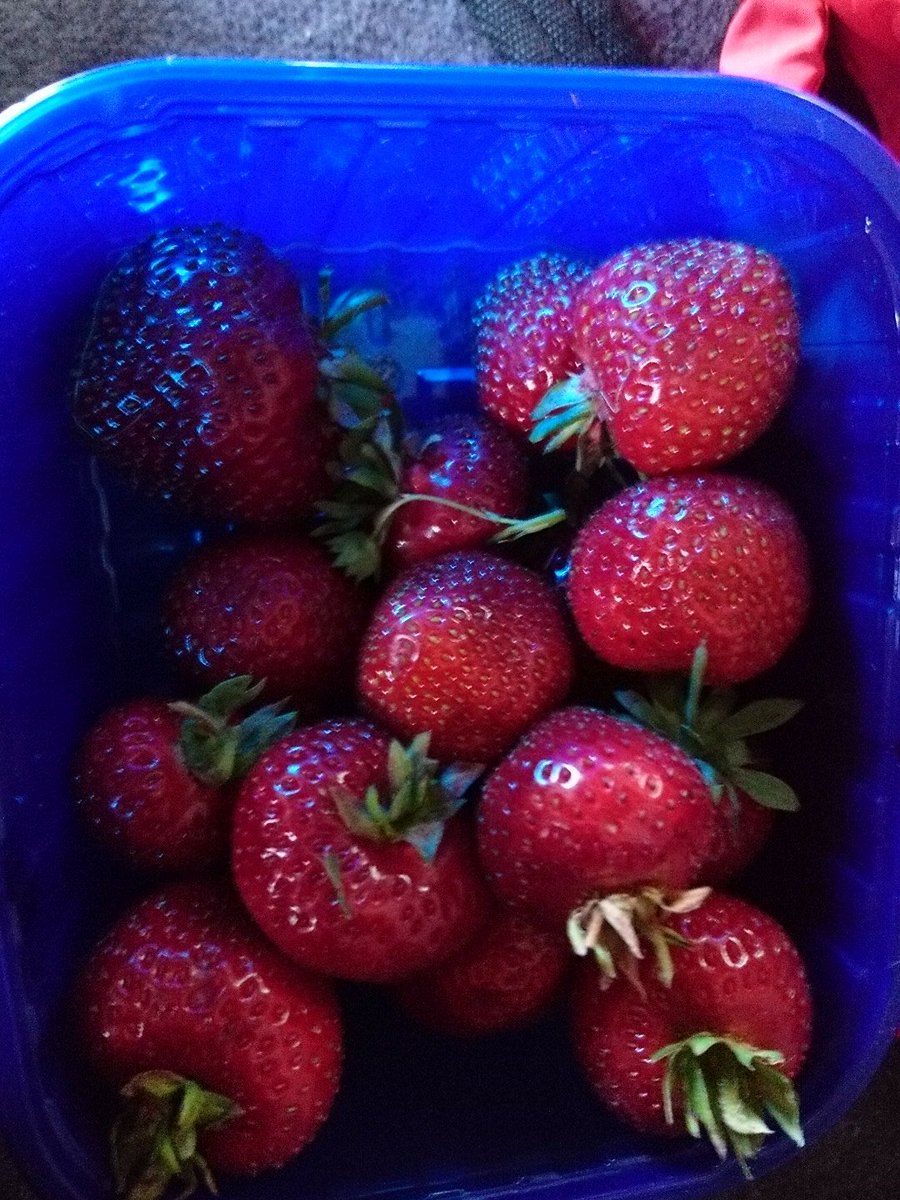 OFjeldberg's tweet photo. Stort pluss til #biritrav som delte ut kanon gode gulrøtter å jordbær 🍓 https://t.co/Lx3mD8W1Pd