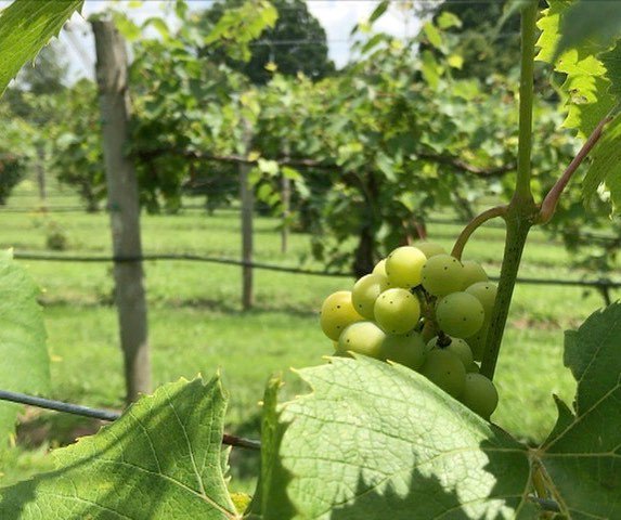 cityslickerblog's tweet photo. The best part of nature? It makes you 🍷••••••••••••••••••••••••••••••••••••••••••••• New post on the blog with @Da… https://t.co/qC3jWsKcyu https://t.co/ZoVdHy4WVF