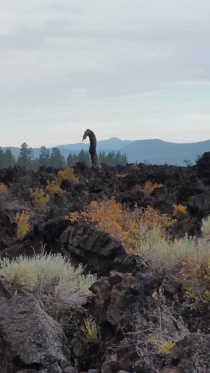 nancmevans's tweet photo. @newscientist # Lava Ness Monster at #lavabutte in the Newberry National Volcanic Monuments https://t.co/ETnJg8JDjr