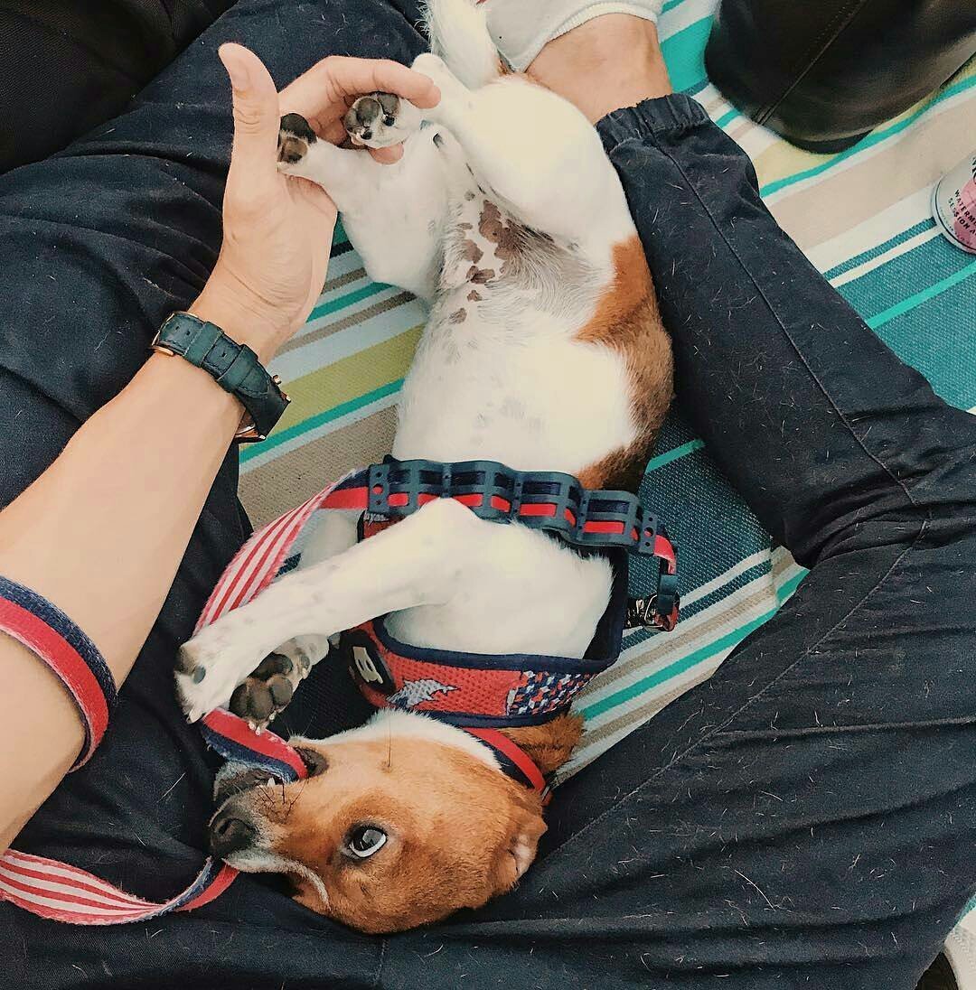 Nie ma znaczenia ile masz pieniędzy, ani ile rzeczy, możesz być biedakiem, ale mając psa jesteś bogaty.