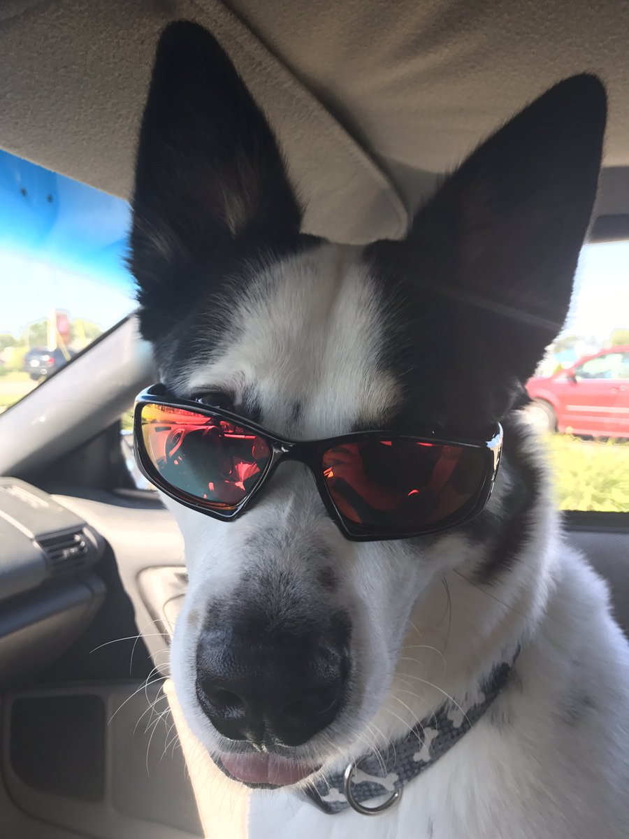 kotadog's tweet photo. @barkbox hey send me a toy I can't destroy! #kotathedestroyer https://t.co/Ov43PkY6D0