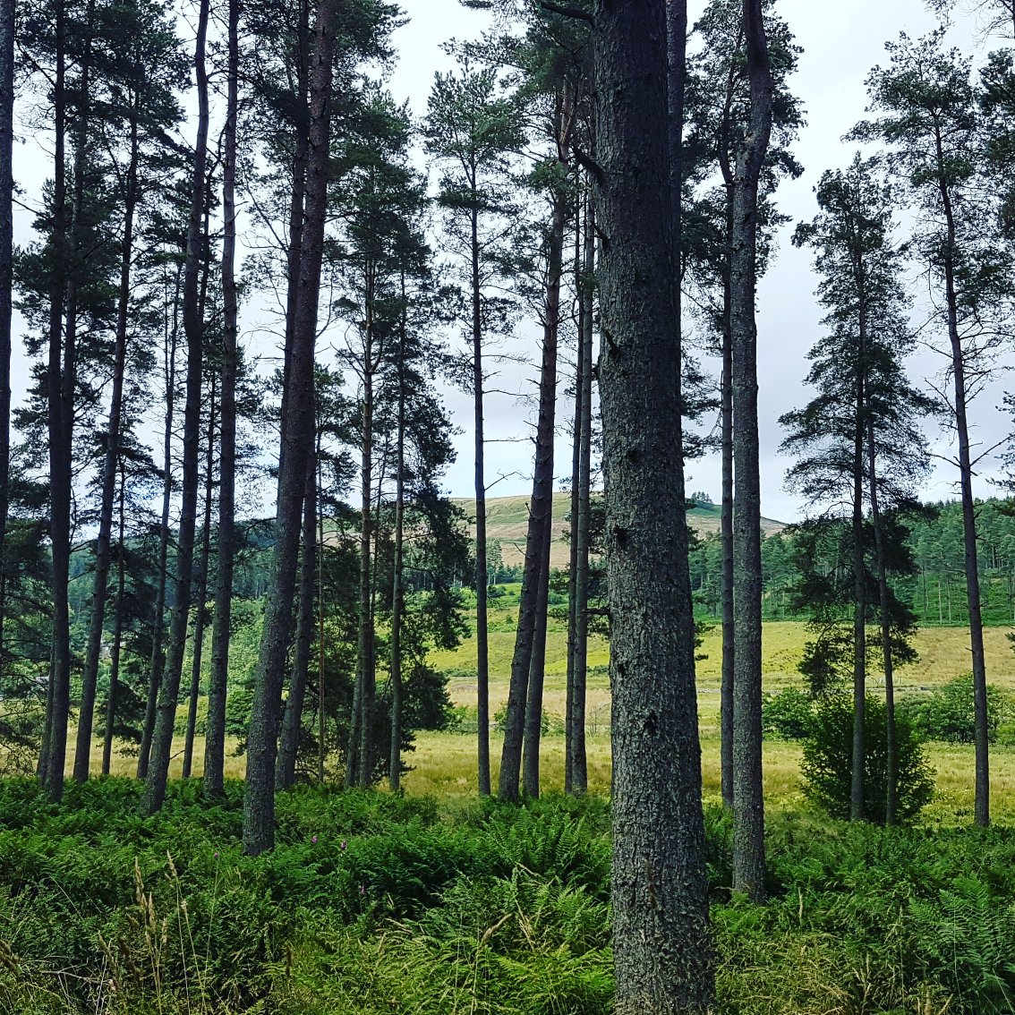 CarolParsons's tweet photo. #Northumberland #sunnyday @bb_borderforest https://t.co/HVMZGS7ExI