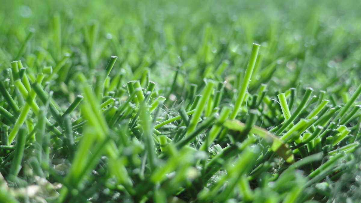 alirezaismyname's tweet photo. “The grass is greener where you water it.” -Neil Barringham
Photo by ME.
#neilbarringham #photography #grass #nature #green #photographer https://t.co/7I3IC5qP1N