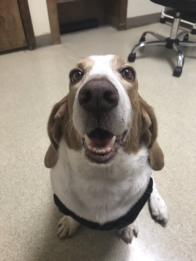 We found out today that Henry is 5 years old, 55lbs and cancer free! 🎉 #bassethound