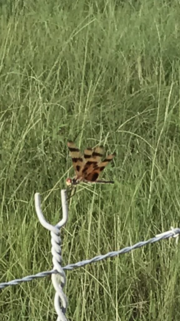 Rosesdaughter61's tweet photo. @ConservationAcc What a beautiful picture you have. I saw this dragonfly the other day. I've never seen one like it before. #Tigerfly https://t.co/hbEI8k0zAp