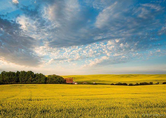 Saskatchewan's tweet photo. "If you live in SK...there has to be at least one canola field in your gallery!" - IGer dms_fotografie: https://t.co/yxKJRUnqJz #ExploreSask https://t.co/hZG70XbCzO
