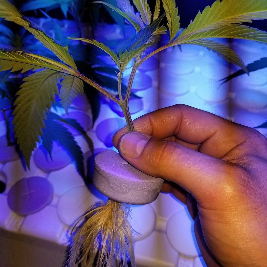 CleanGrow_Jeff's tweet photo. #CleanGrow 100% Success!
https://t.co/77s3scmPD2

#watermax #fertmax #grow #garden #rdwc #dwc #plants #bloom #flower #greenhouse #mmj #terps https://t.co/JG2SfTwtsi