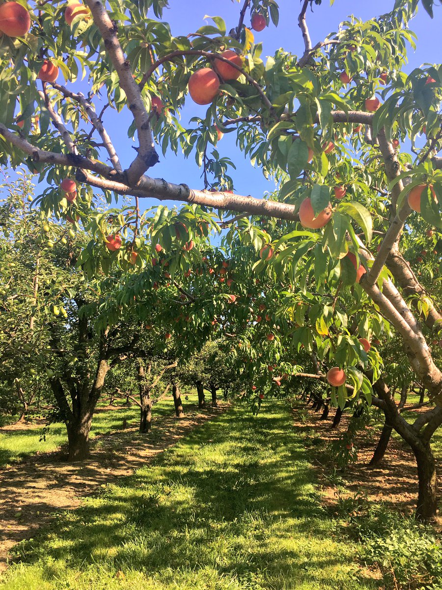 EatingNiagara's tweet photo. Filling up at Werner's Fruit Farm. #niagarafood https://t.co/9tGdb3gD2C