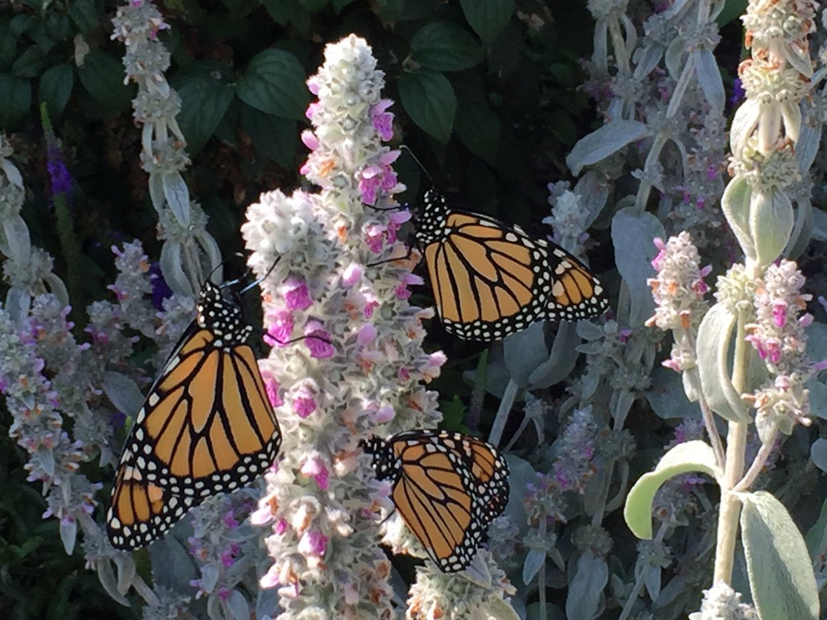 fluttrbyproject's tweet photo. Released 5 lovely #monarch #butterflies today from the #northern limits. Will they go north or south?! #ShareYourMonarchs #SaveTheMigration https://t.co/SUe9yRykpu