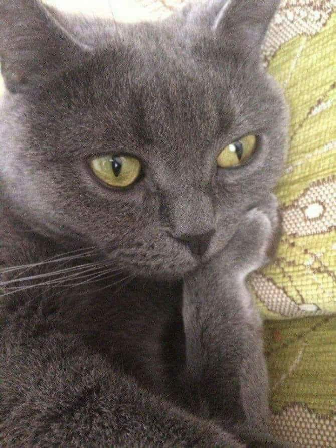 me when i see anything wrong or out of place in a movie basically "that wouldnt actually happen because _____."