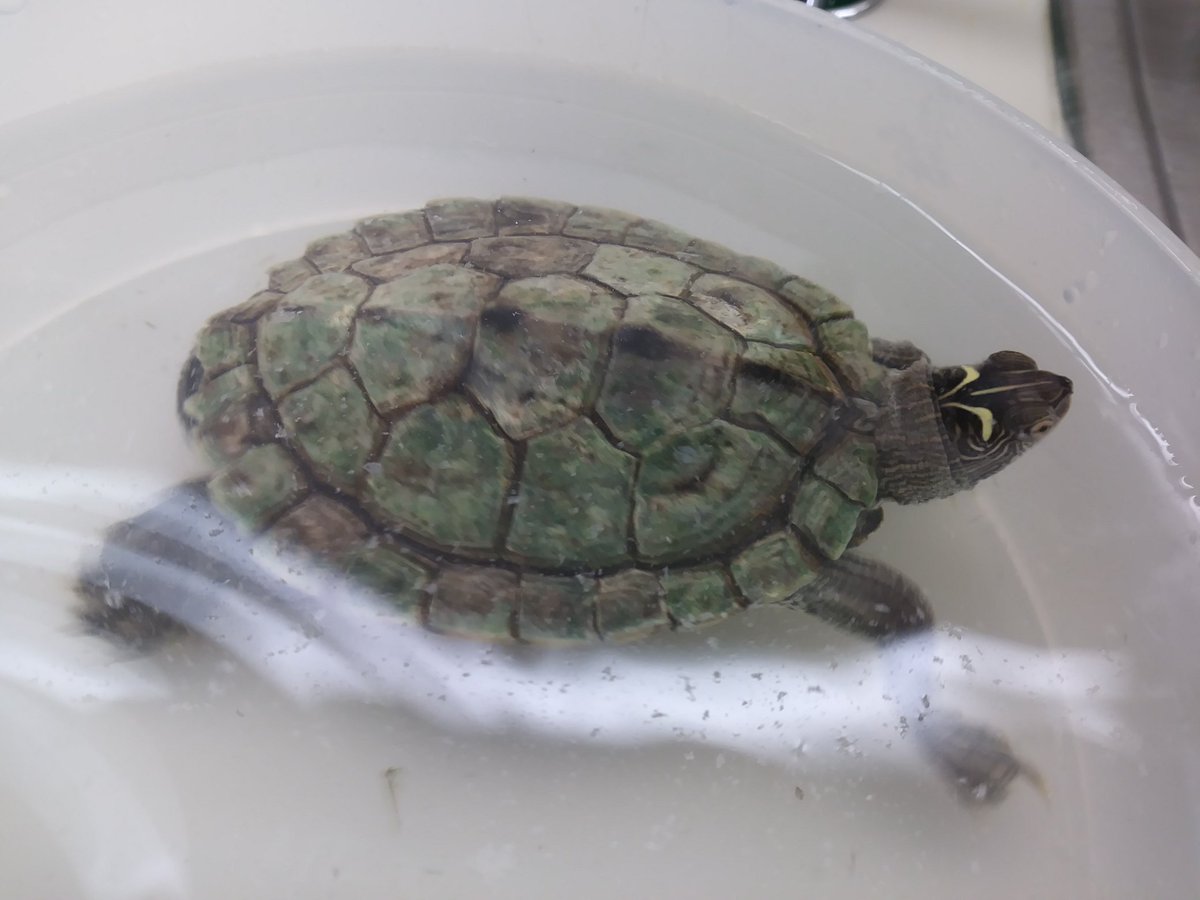 tuckturtle_fww's tweet photo. I am ashamed of my filth. #BathtimeistheWorstTime #TuckTurtle #PhillyTurtle #DirtyTurtle https://t.co/86ZxV36rdi