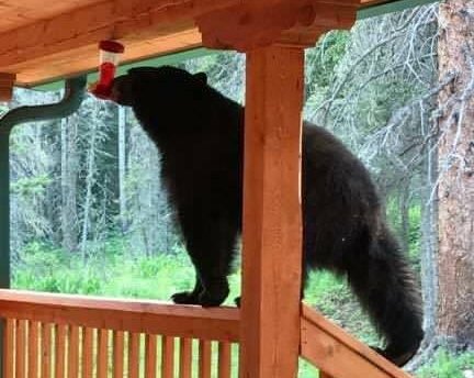 t_jh2009's tweet photo. My guess is that this is a #HummingBear. 🙄 https://t.co/aTVlIkanex