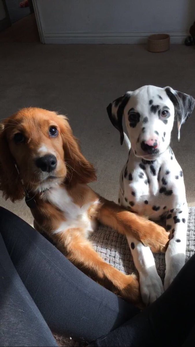 ffutility's tweet photo. So my wee pup is at doggy day care and he made a new friend. I actually want to DIE https://t.co/kDrryJEh0h