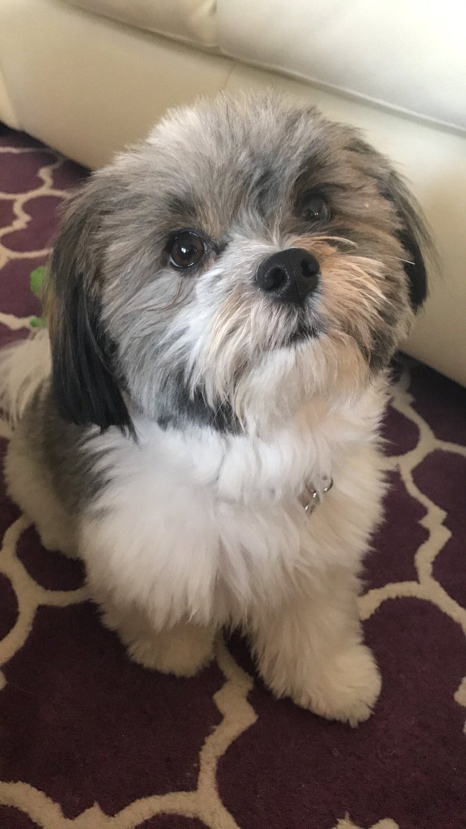 littlemiss_WDE's tweet photo. When you have a dog you never eat alone https://t.co/713TQB2rVf