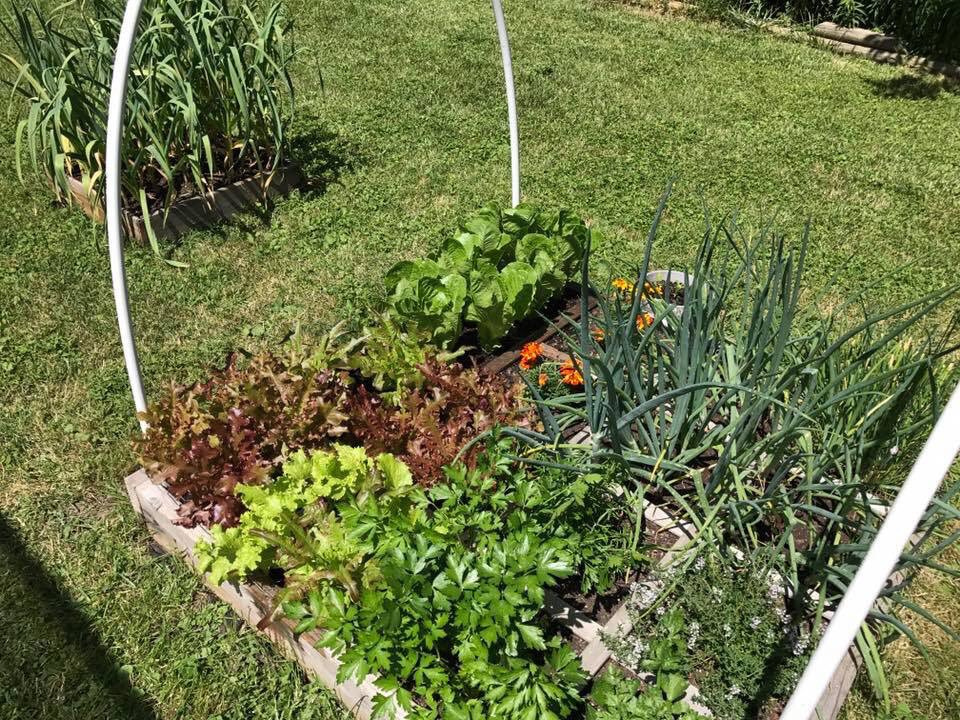 Plant something different in each square for automatic crop rotation,variety and beauty #squarefootgardening