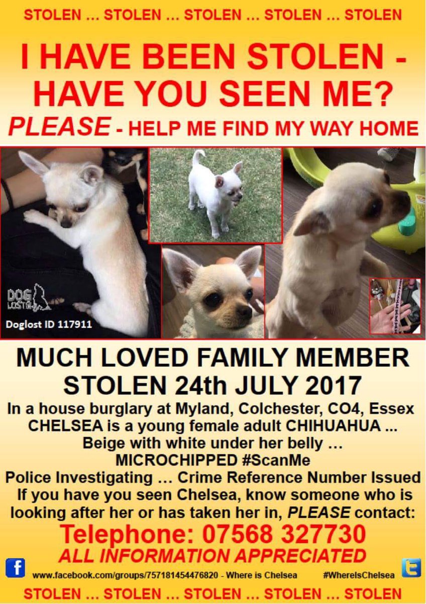 CHELSEA #stolen in robbery Family devastated @HuddleDiane #Colchester #Essex Ps RT <a href="/EssexPoliceUK/">Essex Police</a> @DoglostUK doglost.co.uk/dog-blog.php?d…