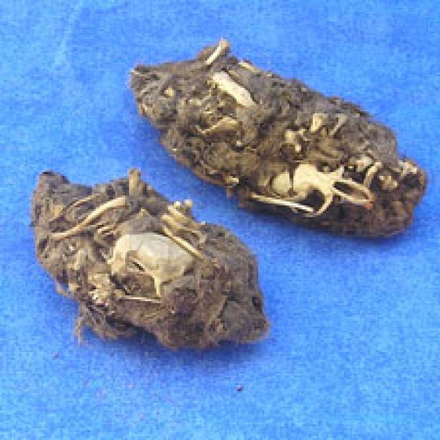 TeaWithGary's tweet image. Did you dissect owl cough pellets in school? I did, but a lot of kids at my book signings say they didn't.