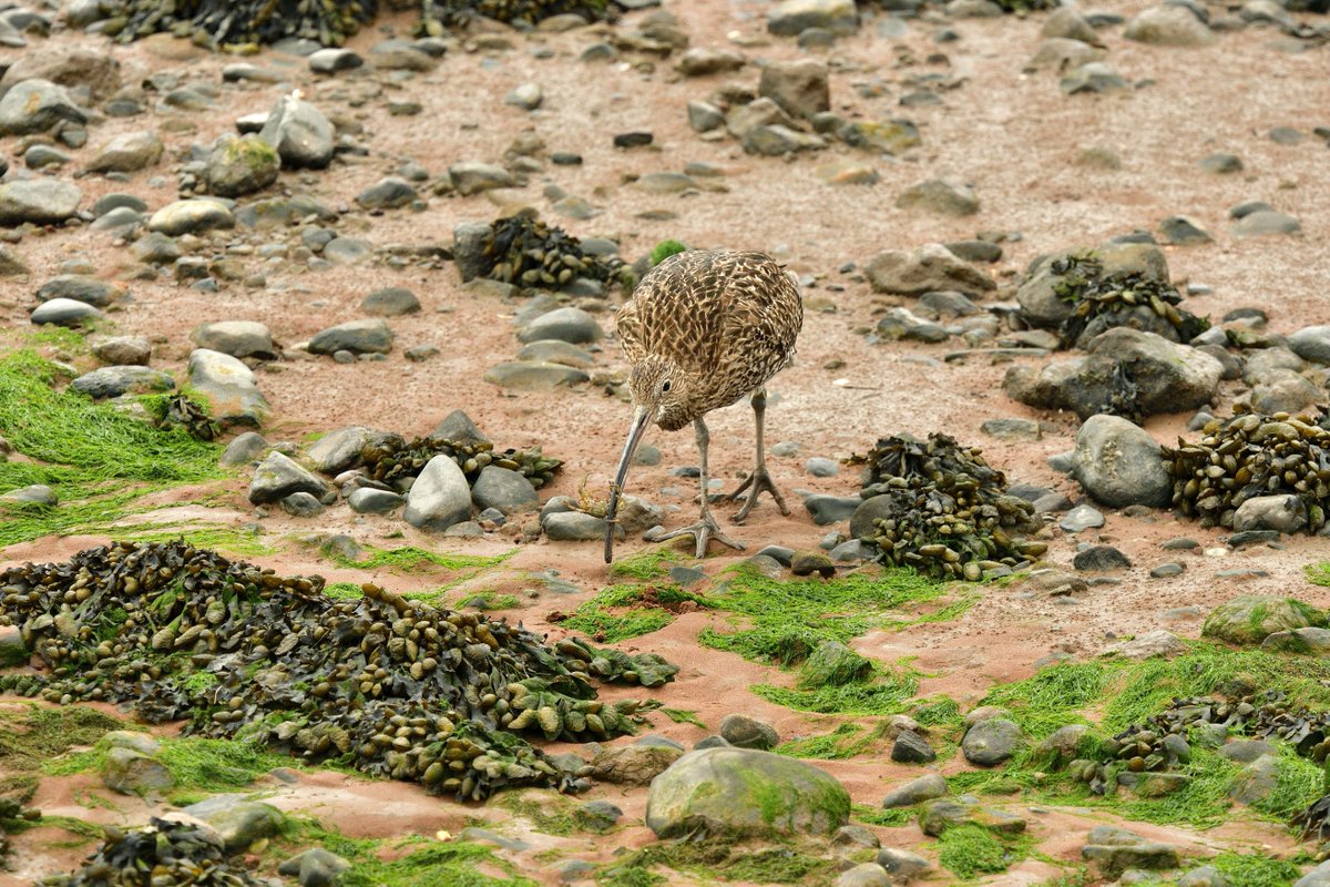 eddyedwards6859's tweet photo. @Britnatureguide Curlew on Grassendale shore, Liverpool. Struggled for a while with this crab but eventually managed to swallow it #poorcrab https://t.co/86EtoBTdTQ