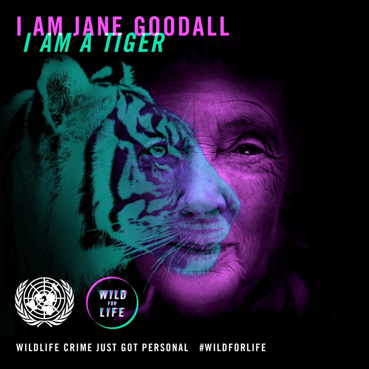 Dr. Jane Goodall & the Jane Goodall Institute tweet media