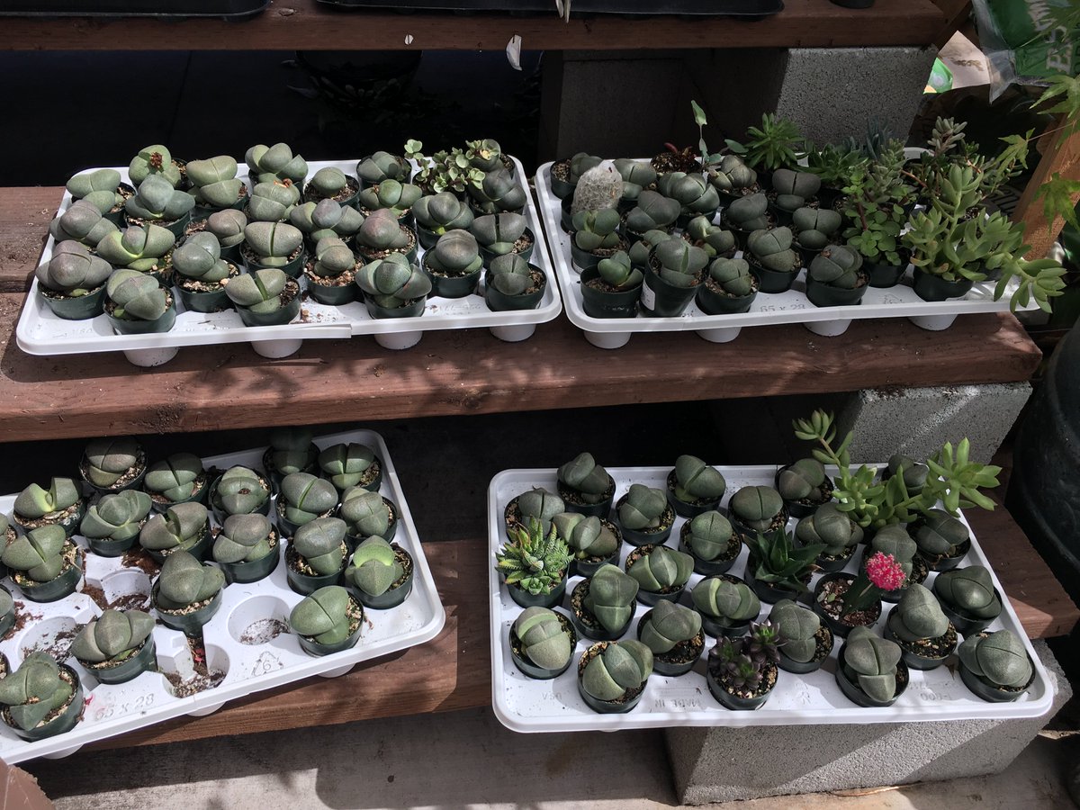 JoanWIP's tweet photo. Futurehusband: “I like big butts and I cannot lie.”
I turn around and see this: #buttplants #succulents https://t.co/djR9VehsRf