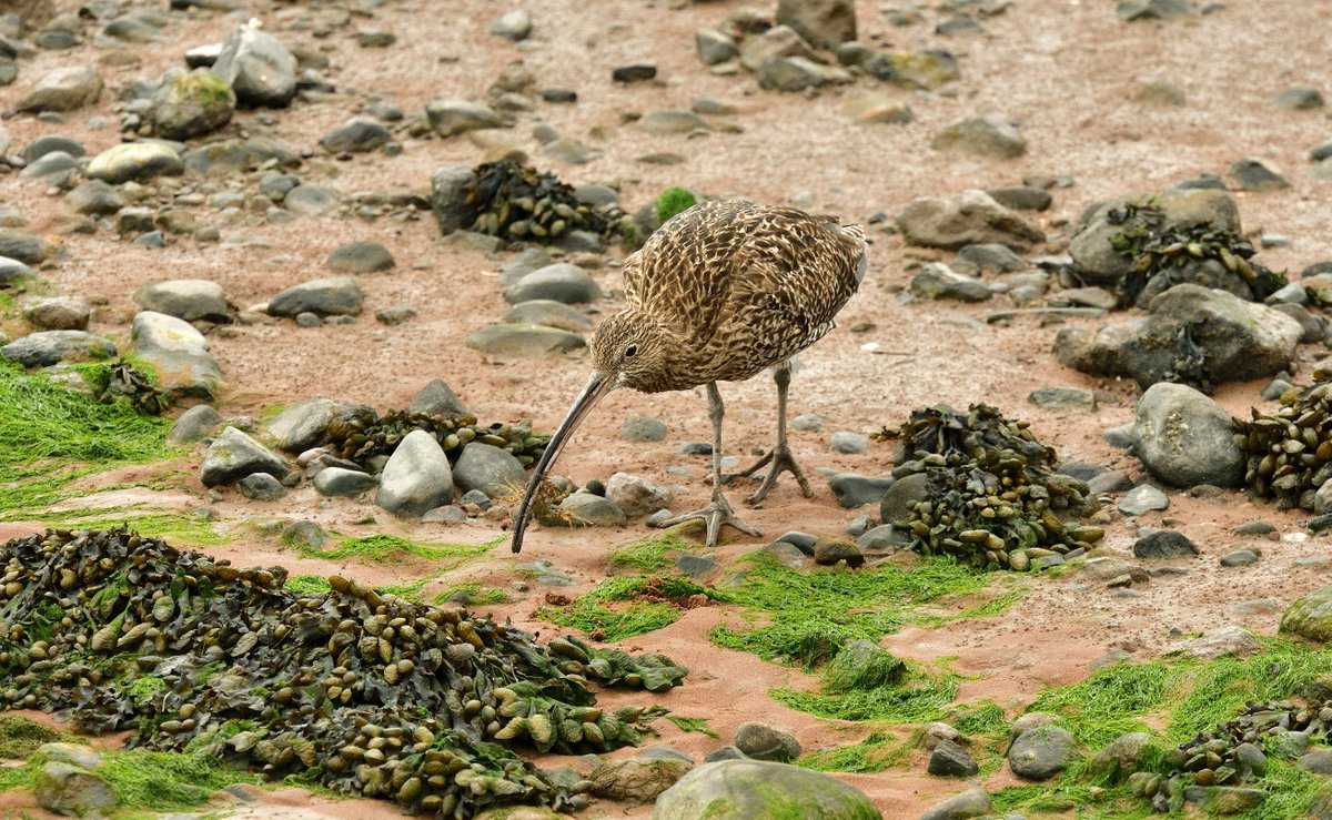 eddyedwards6859's tweet photo. @Britnatureguide Curlew on Grassendale shore, Liverpool. Struggled for a while with this crab but eventually managed to swallow it #poorcrab https://t.co/86EtoBTdTQ